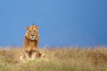 Young male lion in Ngorongoro crater, Tanzania