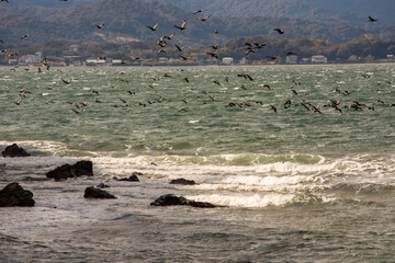 Black cormorants flying above lake Hamana in Shizuoka Prefecture of Japan