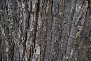 Naklejka premium Close up old oak tree bark in the forest. Texture Background