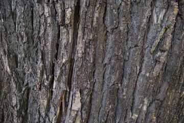Close up old oak tree bark in the forest. Texture Background