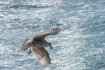 Seagulls hunting fish in Hamana Lake in Shizuoka prefecture of Japan