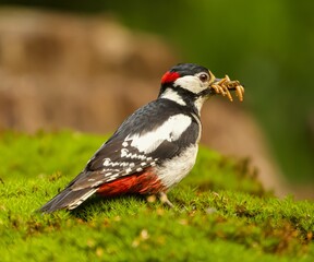 Selective focus shot of a great spotted woodpecker eating worms outdoors - obrazy, fototapety, plakaty