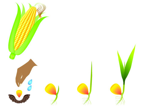 Sequence of a corn plant growing isolated on white.