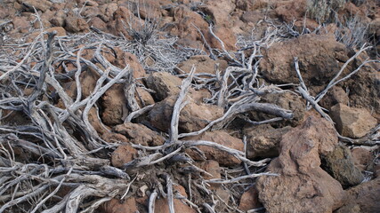 Tenerife - Canary Island in the Atlantic Ocean
