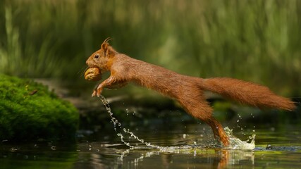 Selective focus shot of a red squirrel running on the water with a nut © Sebastiaan/Wirestock