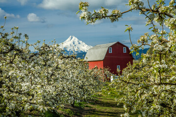 Red barn in Hood River Valley surrounded by pear blossoms with snow covered Mt Hood in the background, Oregon © Bob