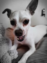 white chihuahua dog, with gray background, playing with a stuffed toy, lying on a bed with an orange sheet, with a funny attitude and expression on his face.