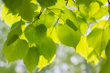 Fototapeta na wymiar Linden leaves in the sunlight