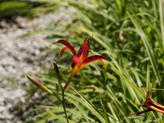 Carey Quinn Daylily flower or hemerocallis 'Carey Quinn' with bold red trumpet-shaped petals with yellow throats at the ends of the stems