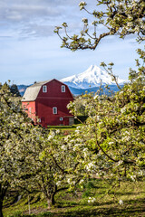Red barn in Hood River Valley surrounded by pear blossoms with snow covered Mt Hood in the background, Oregon