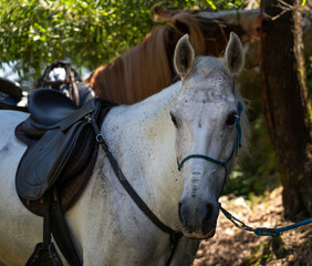 Obraz premium Caballos