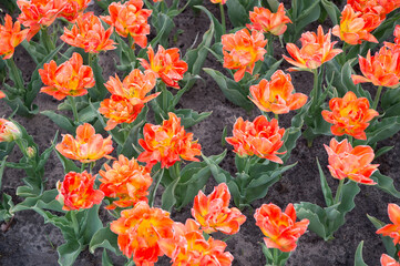 Garden bed. bulb field in springtime. harmony in meditation. Beautiful orange tulip fields. Holland during spring. Floral banner for floristry shop. orange field of tulips, Netherlands