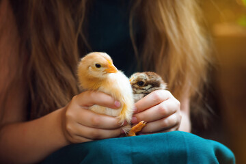 little fluffy Easter chicken in flowers