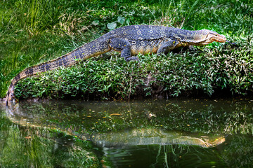 Water lizard known also as water monitor or varanus salvator in latin, Thailand. These large lizards are native to Southeast Asia