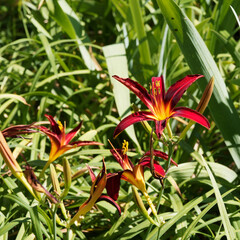 Obraz premium Carey Quinn Daylilies (Hemerocallis 'Carey Quinn'), hybrid starry flowers, scarlet red tinged with yellow in the center, decorative with graceful foliage