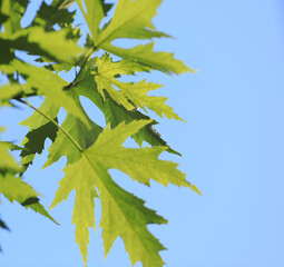 close-up natural green leaves of a tree in summer sunlight