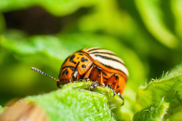 Colorado potato beetle eats fresh green potato leaves close-up, macro shot