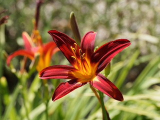 Fototapeta premium Close up of Carey Quinn Daylily flower or hemerocallis 'Carey Quinn' with bold red trumpet-shaped petals with yellow throats at the ends of the stems