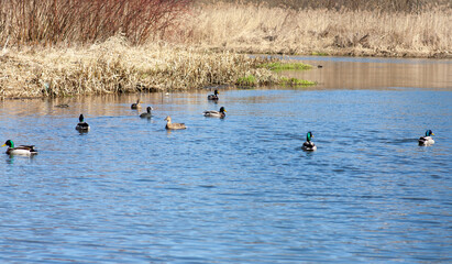 Wild duck with ducklings swimming