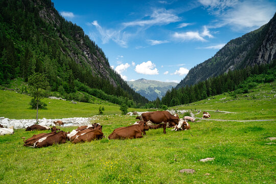 Bergkuh auf der Alm