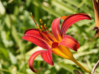 Obraz premium Close up of Carey Quinn Daylily flower or hemerocallis 'Carey Quinn' with bold red trumpet-shaped petals with yellow throats at the ends of the stems