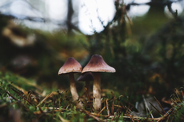 poisonous couple. Mushrooms