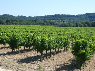 Fototapeta na wymiar Vignes de Provence