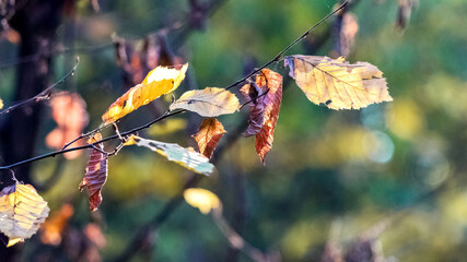 Branch with dry autumn leaves in sunny weather