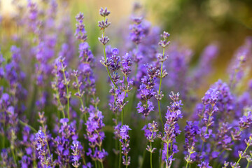 Obraz premium Lavender flowers, soft focus. Field of lavender, Lavandula angustifolia, Lavandula officinalis. Aromatherapy, nature cosmetics, ingredients and herbs for eco products.