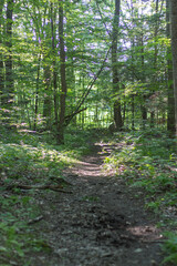 nathan hale forest
