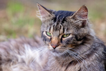 Naklejka na ściany i meble Portrait of a furry cat with a close look on a blurred background