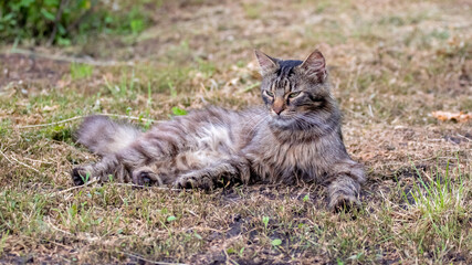 Naklejka na ściany i meble Fluffy cat lies in the garden on dry grass