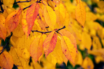 Background from autumn leaves of warm colors