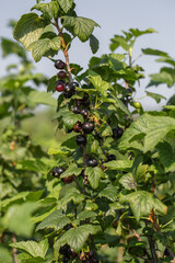 Black currants on the bush branch in the garden. Young currant berries ripen on a bush in the garden, ripe berries in the garden and on the farm. Concept of agrarian industry.