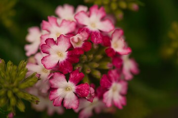 小さな白とピンクの花、マクロ