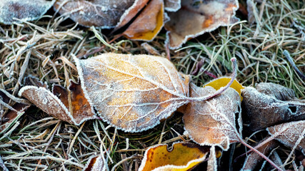 Frost-covered fallen dry leaves on the grass