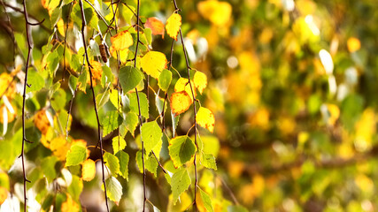 Background of autumn birch leaves in warm colors