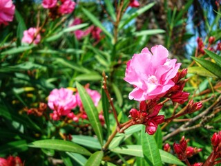 Naklejka premium Wild magnolia