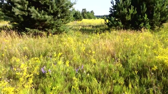 Flowery meadow in the midst of summer.
Spring and summer - the time of flowering meadow flowers and herbs.
