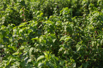 Obraz premium Row of blackcurrant bushes on a summer farm in sunny day. Location place of Ukraine, Europe. Photo of creativity concept. Scenic image of agrarian land in springtime. Discover the beauty of earth.