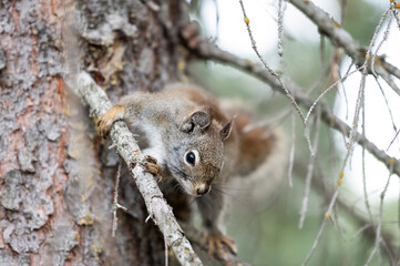 Squirrel sitting on branch