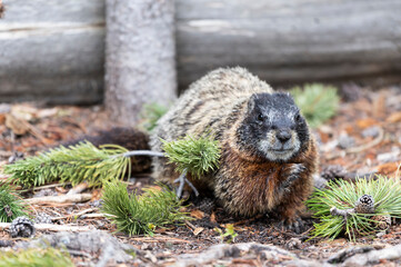 Yellow bellied marmot beside pine cones