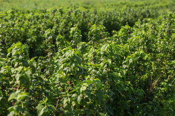 Fototapeta na wymiar Row of blackcurrant bushes on a summer farm in sunny day. Location place of Ukraine, Europe. Photo of creativity concept. Scenic image of agrarian land in springtime. Discover the beauty of earth.