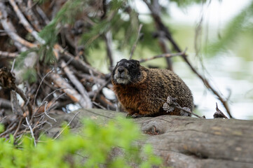 Yellow bellied marmot
