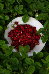 wild strawberries in a white plate in green leaves and grass