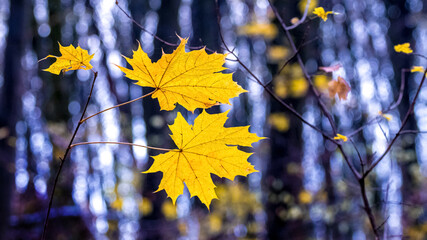 Yellow autumn maple leaves in a dark forest
