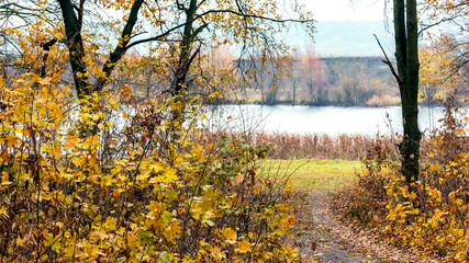 Autumn forest with yellow leaves on the trees and the road to the river