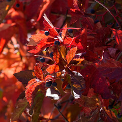 The colorful leaves and berries of a Virginia Creeper Vine in autumn.