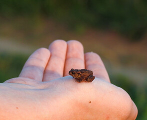 Mała żabka na dłoni