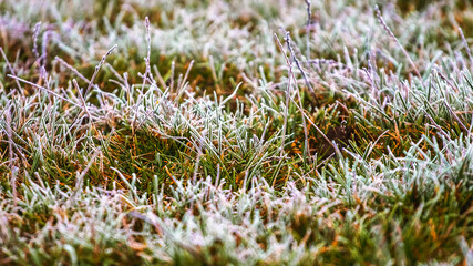 White hoarfrost on the grass in the forest, background of grass
